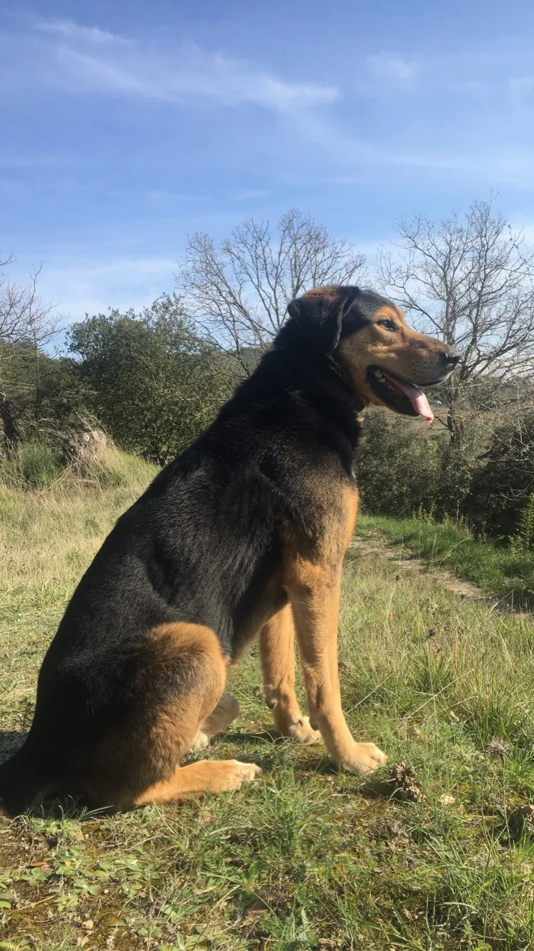 Portrait d’un chien profitant en nature