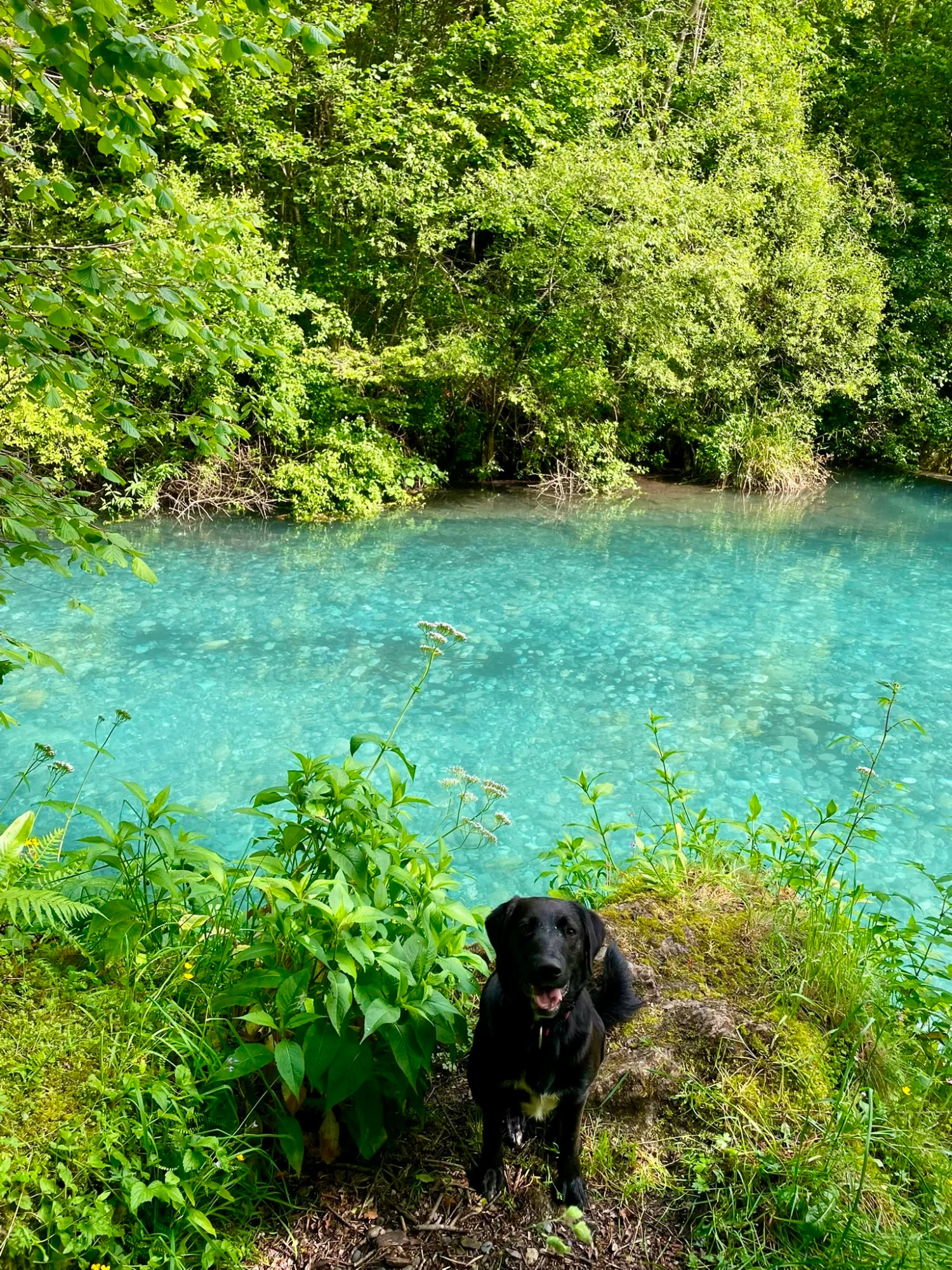 Labrador en bord de rivière