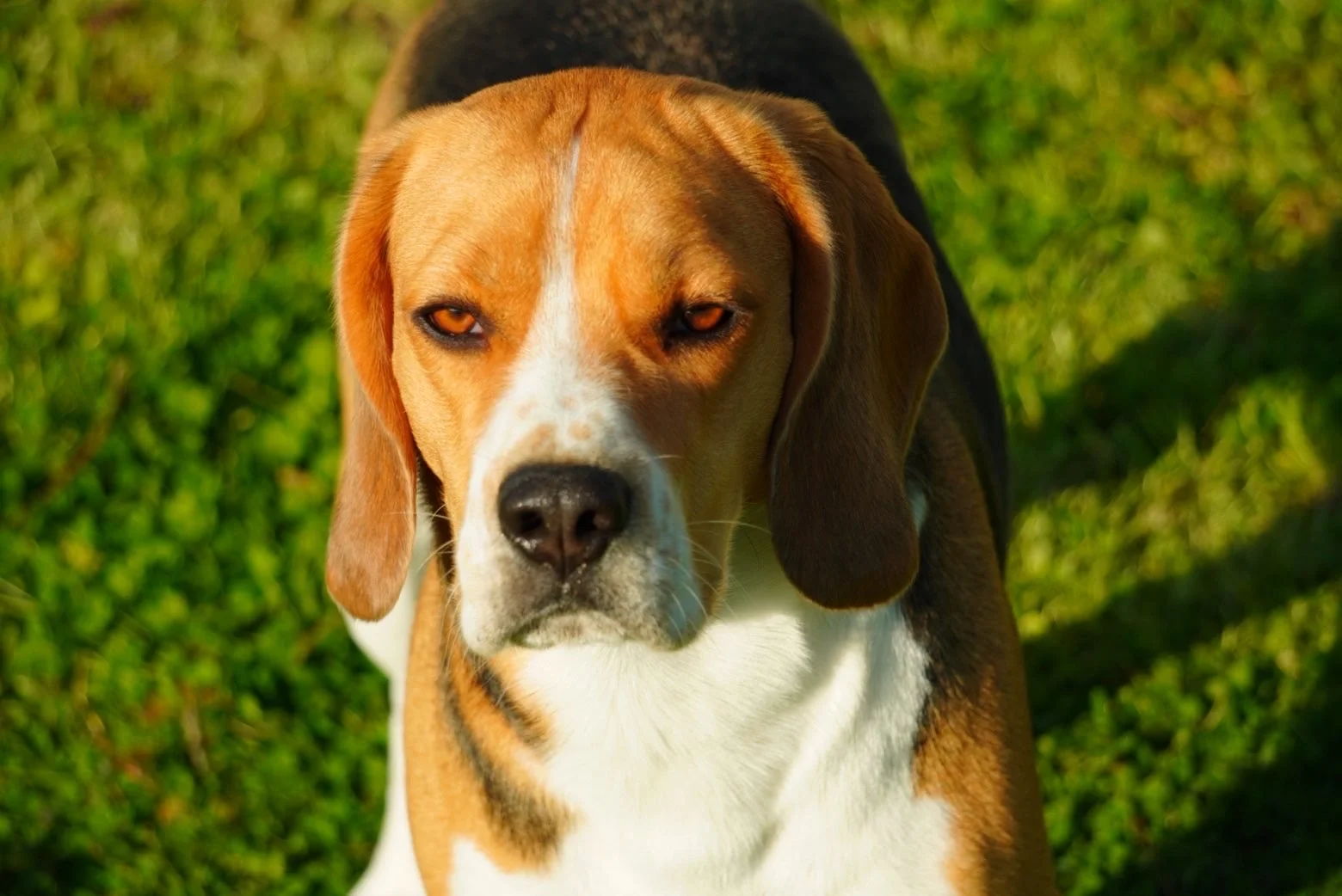 Beagle détendu dans l'herbe au soleil
