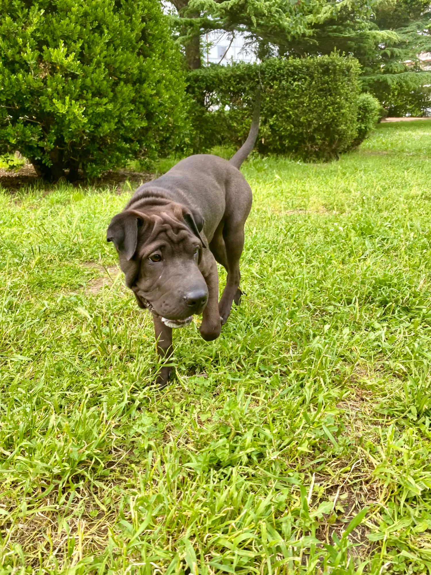 Chiot heureux dans les herbes
