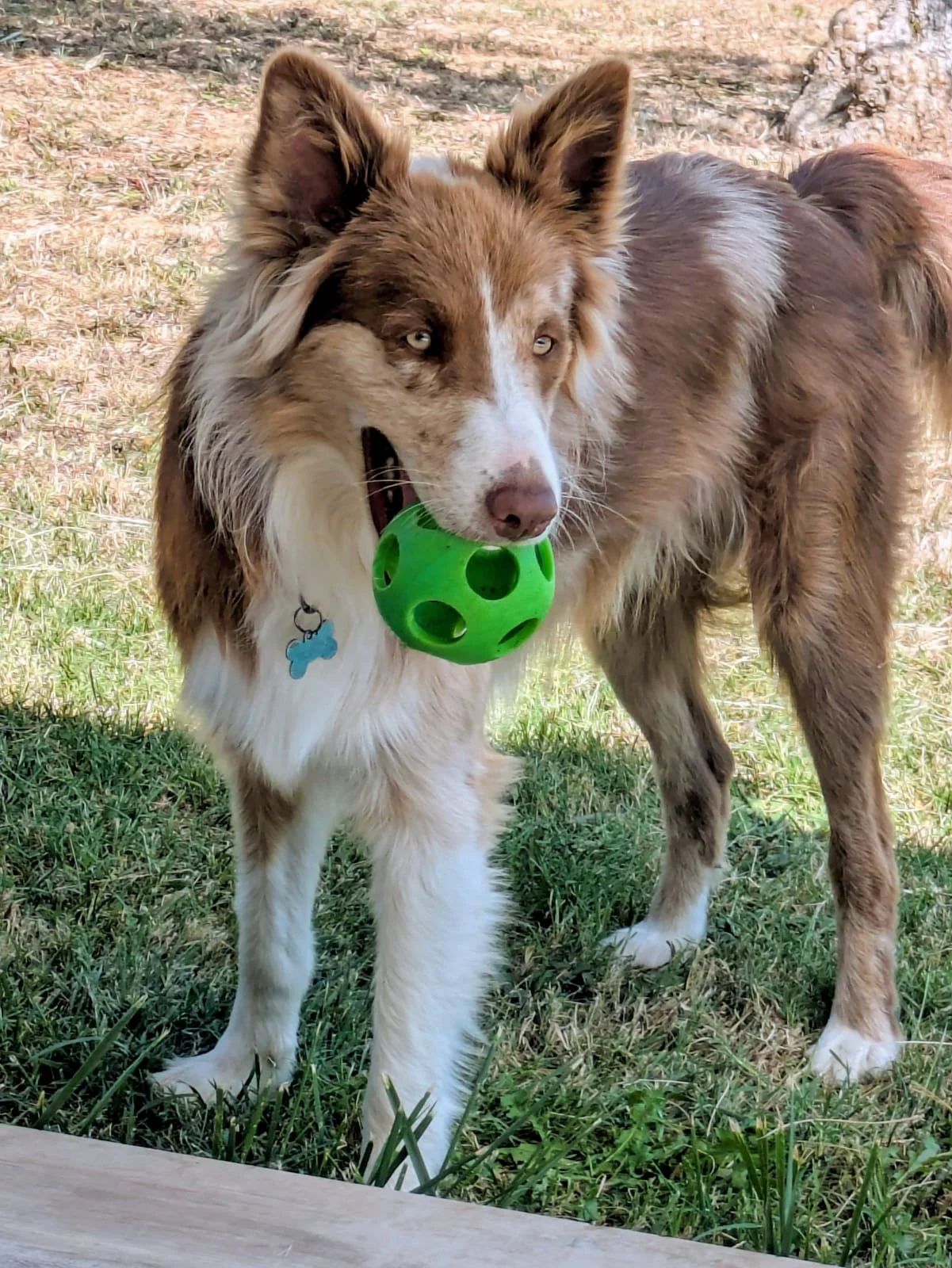 Chien heureux qui joue à la balle