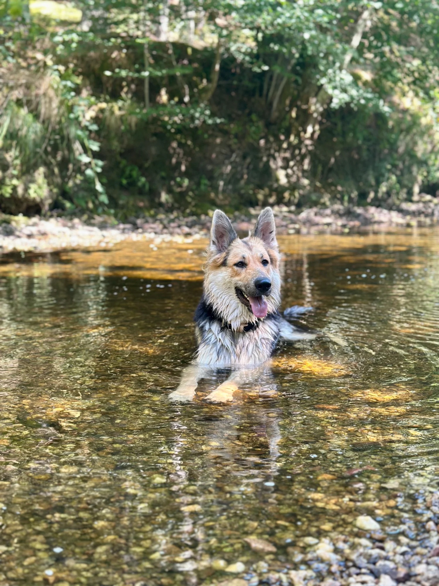 Chien couché dans la rivière